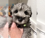 Small Schnauzer (Miniature)