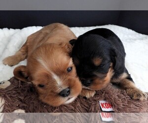 Cavalier King Charles Spaniel Litter for sale in CARLISLE, KY, USA