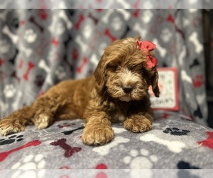 Cavapoo Puppy for sale in LAKELAND, FL, USA