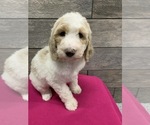 Small #10 Poodle (Standard)