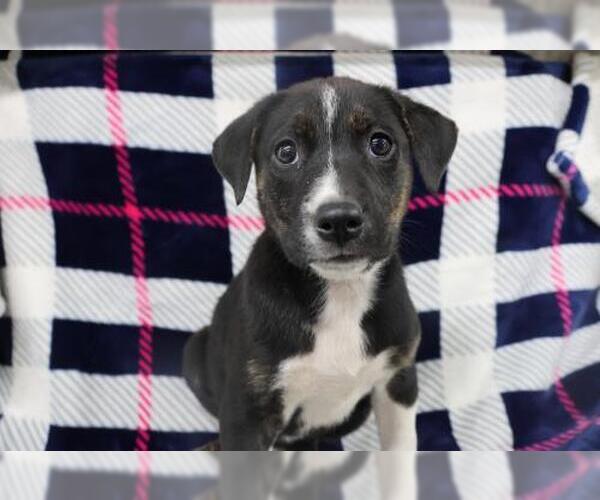 Medium Photo #1 Mutt Puppy For Sale in Thief River Falls, MN, USA
