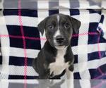 Small Mutt