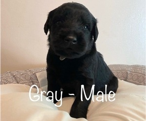 Schnauzer (Giant) Puppy for sale in LANSING, MI, USA