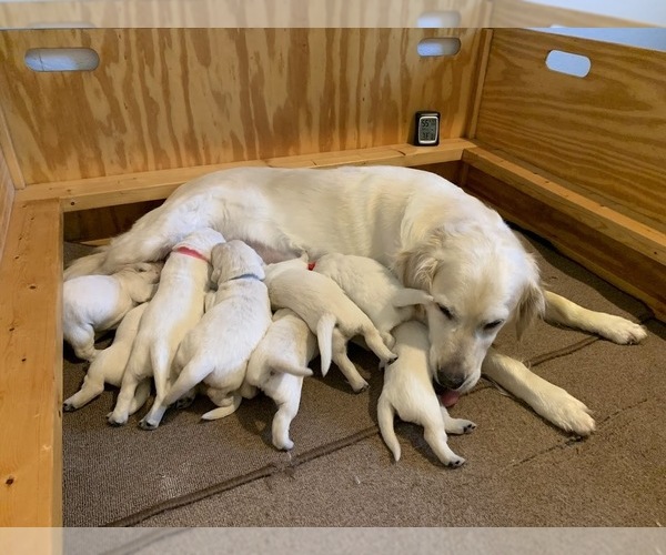 Medium Photo #5 English Cream Golden Retriever Puppy For Sale in MARSHFIELD, WI, USA