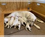 Small #4 English Cream Golden Retriever