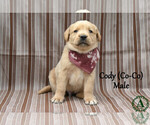 Puppy Cody Golden Labrador