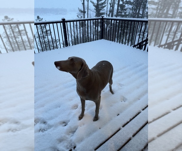 Medium Photo #1 Weimaraner Puppy For Sale in SAUK CENTRE, MN, USA