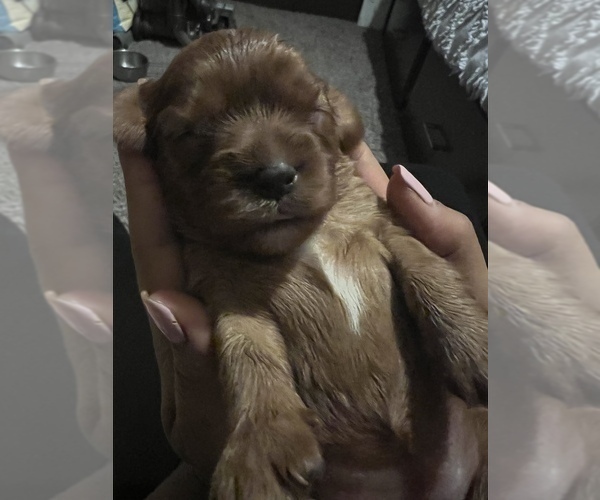 Medium Photo #4 Cavalier King Charles Spaniel Puppy For Sale in ALBUQUERQUE, NM, USA
