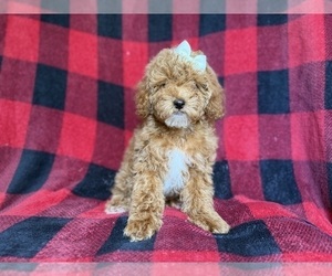 Cockapoo (Miniature) Puppy for sale in LAKELAND, FL, USA