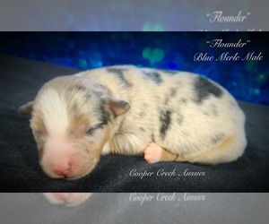 Miniature Australian Shepherd Puppy for sale in SMITHVILLE, AR, USA