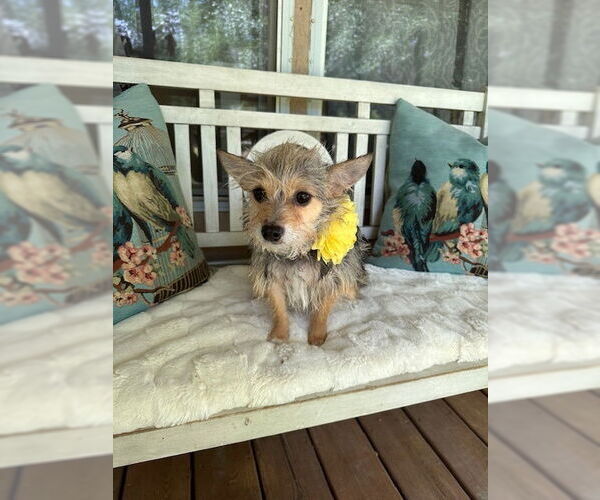 Medium Photo #2 Mutt Puppy For Sale in Oak Bluffs, MA, USA