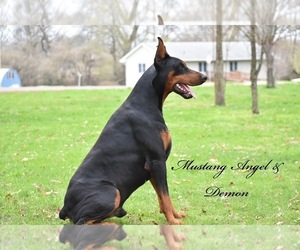 Medium Doberman Pinscher