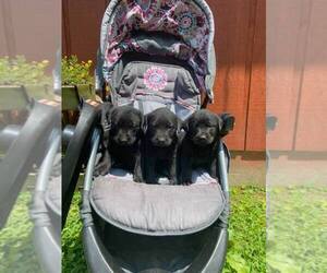 Labrador Retriever Puppy for sale in HOPKINSVILLE, KY, USA