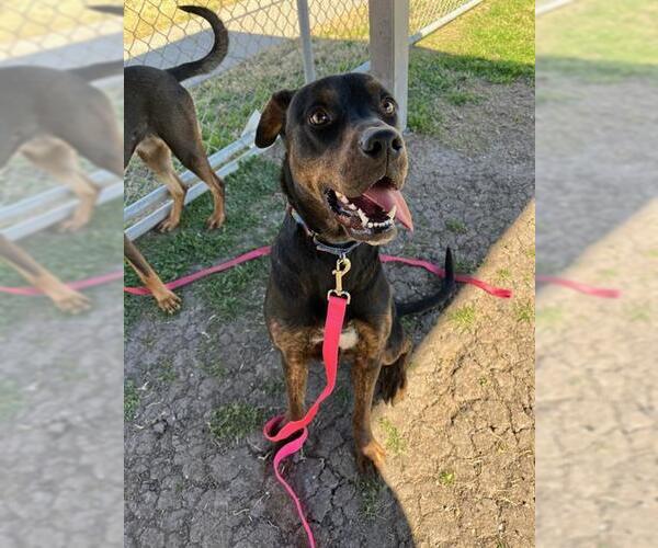 Medium Photo #1 Rottweiler-Unknown Mix Puppy For Sale in Corpus Christi, TX, USA