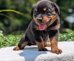 Small #6 Rottweiler