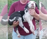 Small Photo #10 Great Dane Puppy For Sale in SPRAGGS, PA, USA