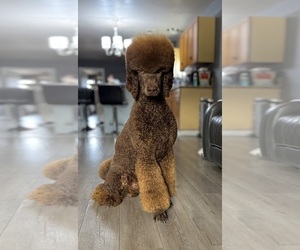 Father of the Poodle (Standard) puppies born on 04/30/2025