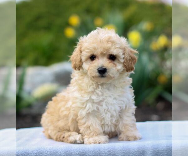 Medium Photo #3 Bichpoo Puppy For Sale in GORDONVILLE, PA, USA