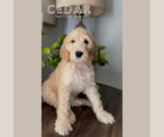 Puppy Cedar Goldendoodle