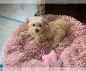 Maltipoo-Poodle (Miniature) Mix Puppy for sale in FORT WORTH, TX, USA