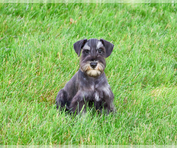 Medium Photo #4 Schnauzer (Miniature) Puppy For Sale in SYRACUSE, IN, USA