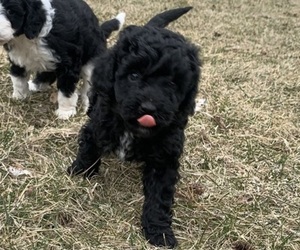 Miniature American Shepherd-Poodle (Miniature) Mix Puppy for sale in SUMNER, IA, USA