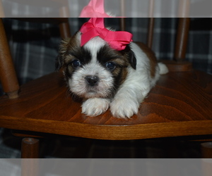 Shih Tzu Puppy for sale in MANSFIELD, MO, USA