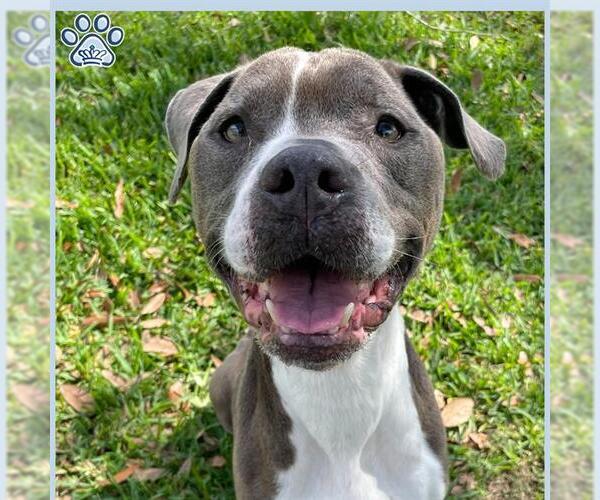 Medium Photo #3 Staffordshire Bull Terrier Puppy For Sale in Sugar Land, TX, USA