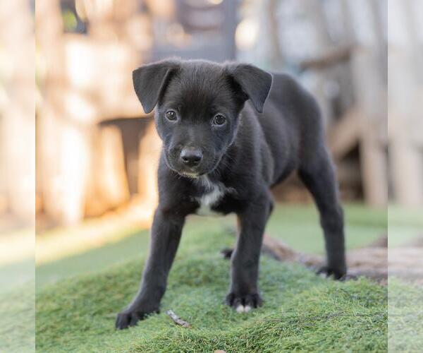 Medium Photo #7 Labrador Retriever-Unknown Mix Puppy For Sale in San Diego, CA, USA