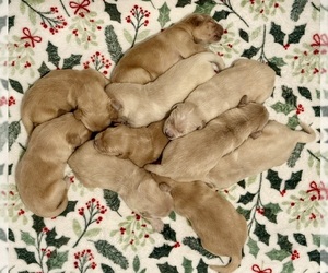 Golden Retriever Puppy for sale in CLARKSVILLE, TN, USA