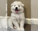 Small Photo #1 Samoyed Puppy For Sale in SACRAMENTO, CA, USA