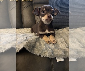Chihuahua Puppy for sale in AMHERST JUNCTION, WI, USA