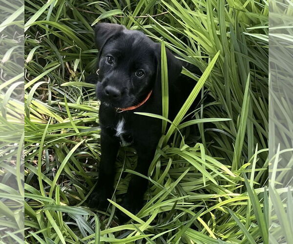 Medium Photo #8 Mutt Puppy For Sale in Fort Worth, TX, USA