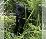 Small #7 Mutt