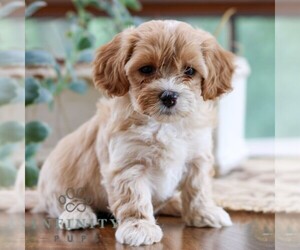 Poovanese Puppy for sale in LEBANON, PA, USA