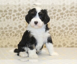 Miniature Bernedoodle Puppy for sale in DENVER, PA, USA