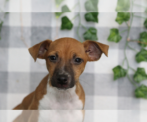 Jack Russell Terrier Puppy for sale in MARIETTA, GA, USA