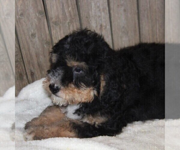 Medium Photo #1 Bernedoodle Puppy For Sale in STANLEY, WI, USA