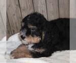 Small Photo #1 Bernedoodle Puppy For Sale in STANLEY, WI, USA
