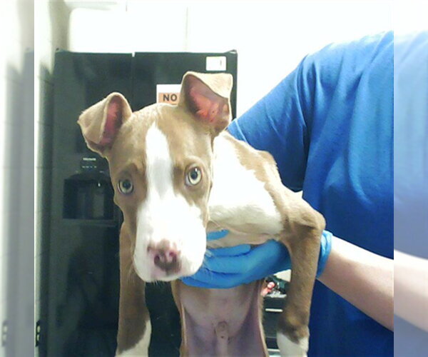 Medium Photo #1 Mutt Puppy For Sale in Fayetteville, NC, USA