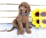 Small Photo #2 Goldendoodle Puppy For Sale in DELAWARE, OH, USA