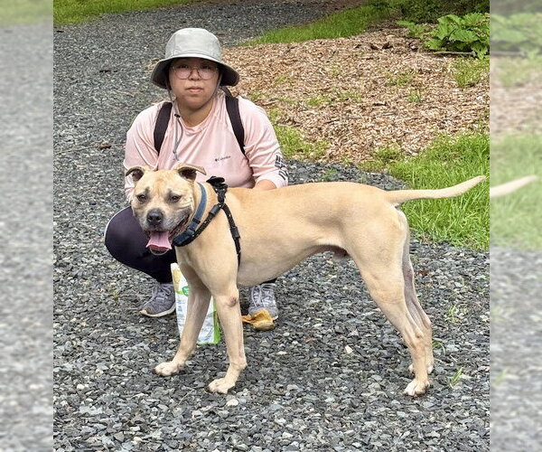 Medium Photo #2 American Staffordshire Terrier-Unknown Mix Puppy For Sale in Spring Lake, NJ, USA