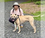 Small #1 American Staffordshire Terrier Mix