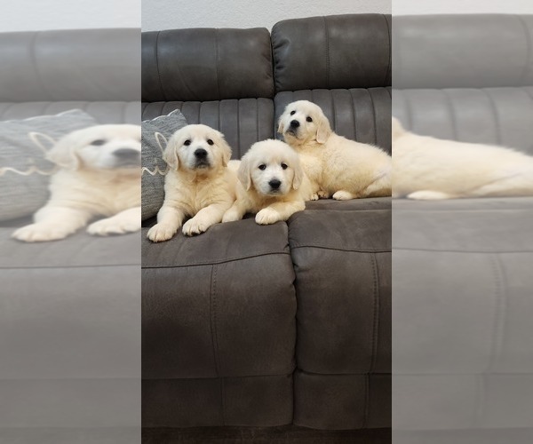 Medium Photo #4 English Cream Golden Retriever Puppy For Sale in ELVERTA, CA, USA