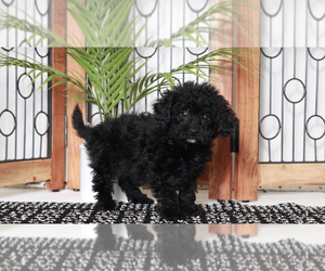 Poodle (Miniature) Puppy for sale in NAPLES, FL, USA