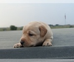 Small Photo #12 Labrador Retriever Puppy For Sale in EATON, CO, USA