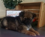 Small #4 Pomeranian