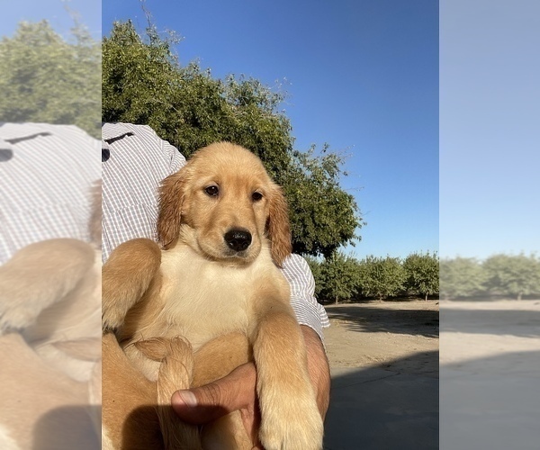 Medium Photo #3 Golden Retriever Puppy For Sale in MADERA, CA, USA