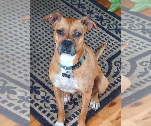 Medium Photo #7 Boxer Puppy For Sale in Burnsville, MN, USA