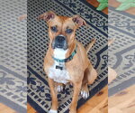 Small #6 Boxer